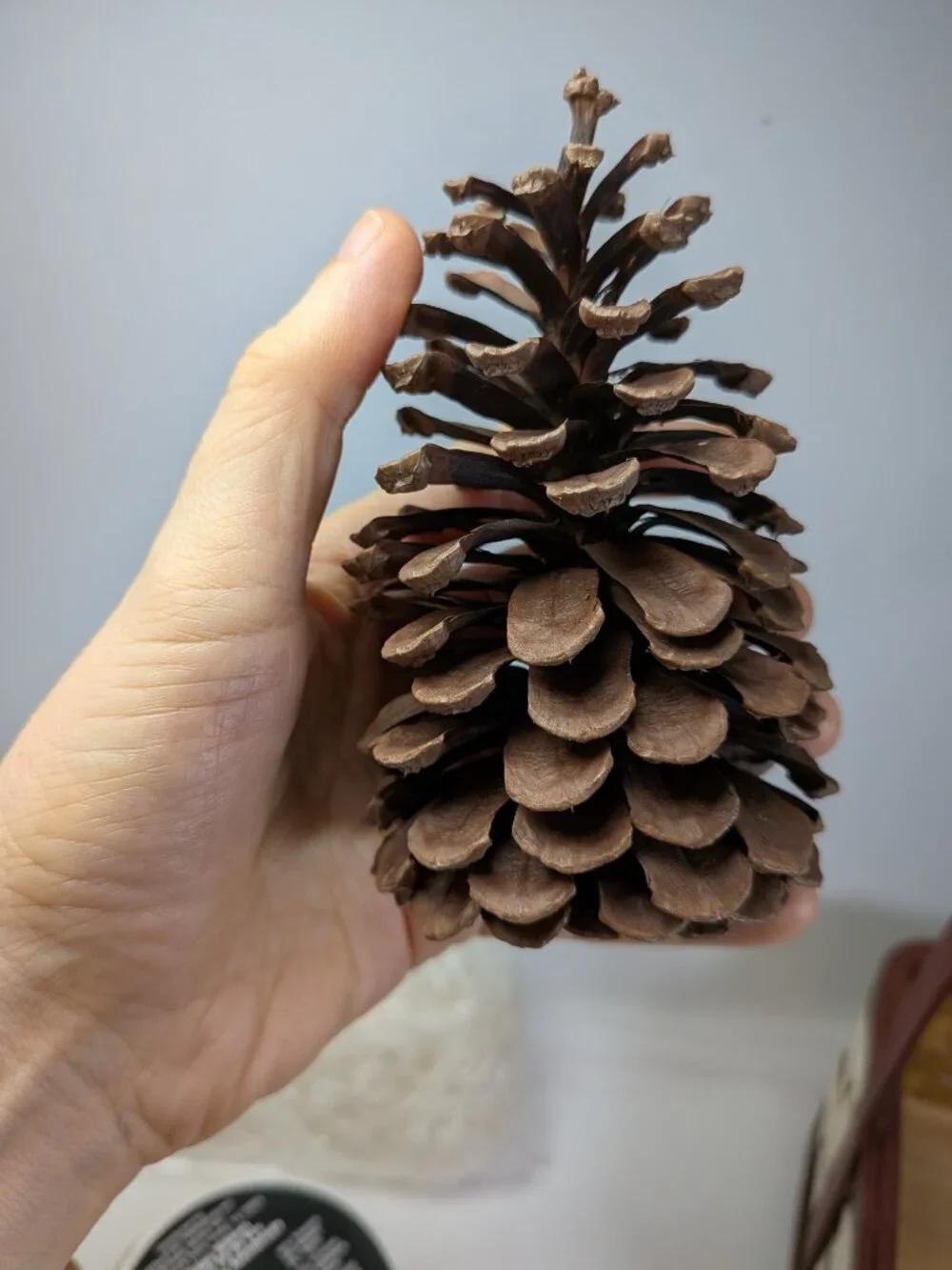 Rustic Holiday Decor Bundle: Wood Crackle Basket,12 Natural Pinecones & Metallic